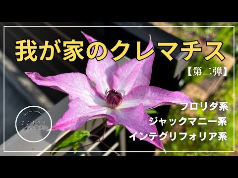 Clematis] Florida, Integrifolia, Jackmanii in my home (May 2025