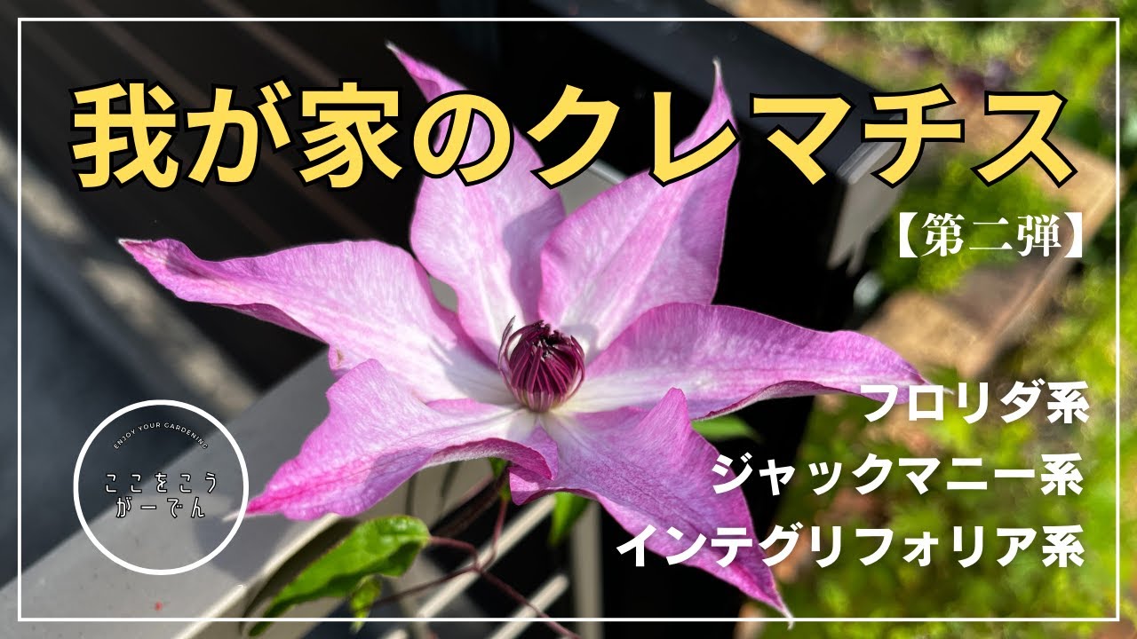 Clematis] Florida, Integrifolia, Jackmanii in my home (May 2025