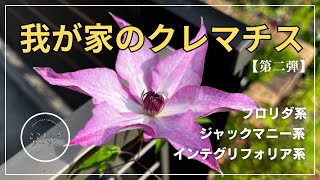 Clematis] Florida, Integrifolia, Jackmanii in my home (May 2025