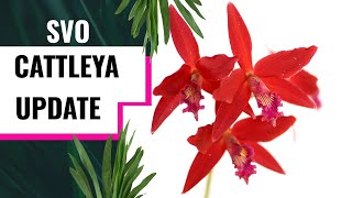 Cattleya Orchids 2 Year Update from Sunset Valley Orchids (SVO)