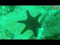 Divers Find Mutant 6-Arms Starfishs in Galapagos Islands