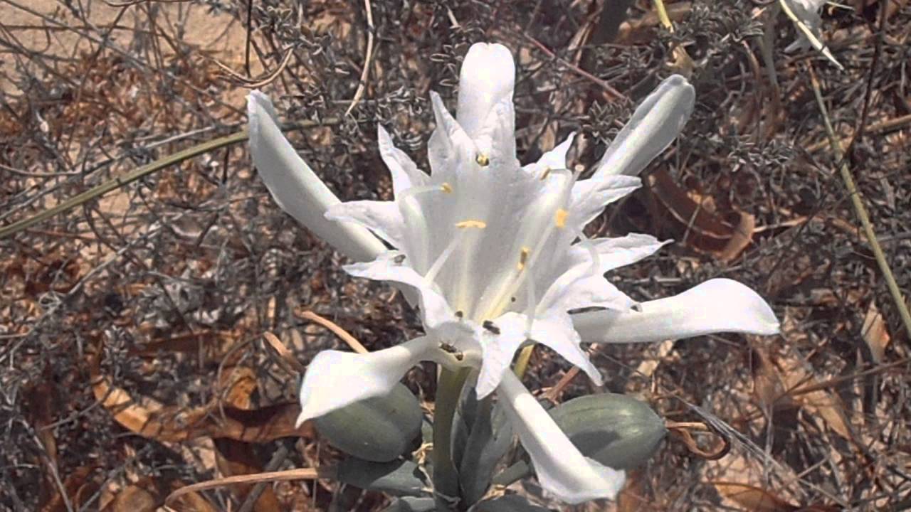 AZUCENA DE MAR: Pancratium maritimum (www.riomoros.com) - YouTube