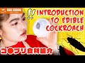 世界のゴキブリが食材に！！まずはゴキブリ紹介｜昆虫食｜井上咲楽