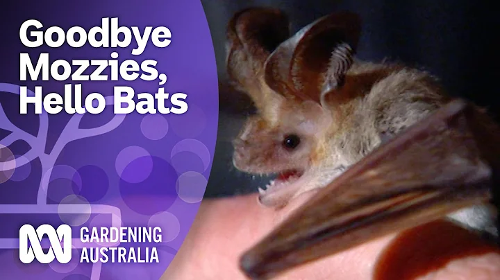 Attract bats to your garden with DIY bat boxes | Gardening for wildlife | Gardening Australia
