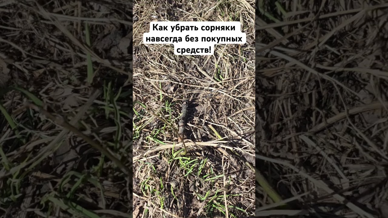 Как убрать сорняки навсегда без покупных средств!
