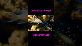 НЕОБЫЧНАЯ ЦИХЛИДКА🐠 #animals #рыба #aquaticpets #aquascape #aquarium #fishtank #fish