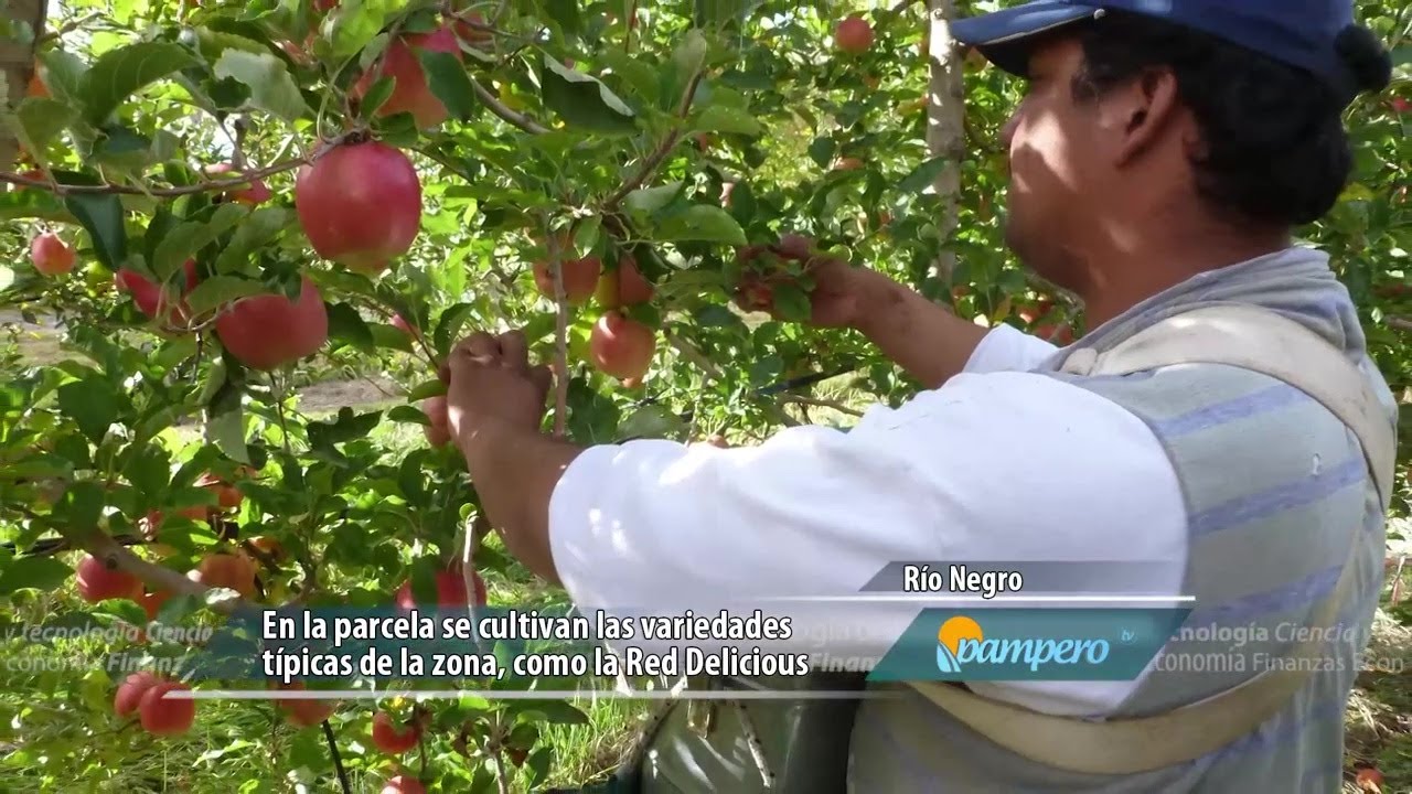 Parcela demostrativa de manzanos en Alto Valle