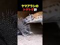 ヤマアラシの針
