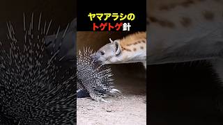 ヤマアラシの針