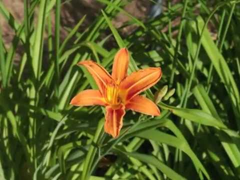 Plant portrait - Daylily (Hemerocallis fulva)