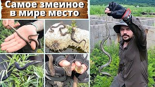 Самое змеиное в мире место. Змея ядовитая или нет?