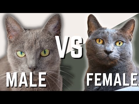 Male Russian Blue Cat VS Female Russian Blue Cat