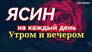 Сура Ясин утром и вечером слушайте один раз, очень красивое чтение Корана #quran #коран #yasin #ясин