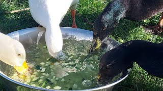 Suppe für die Enten | INDIAN RUNNERDUCKS #asmr