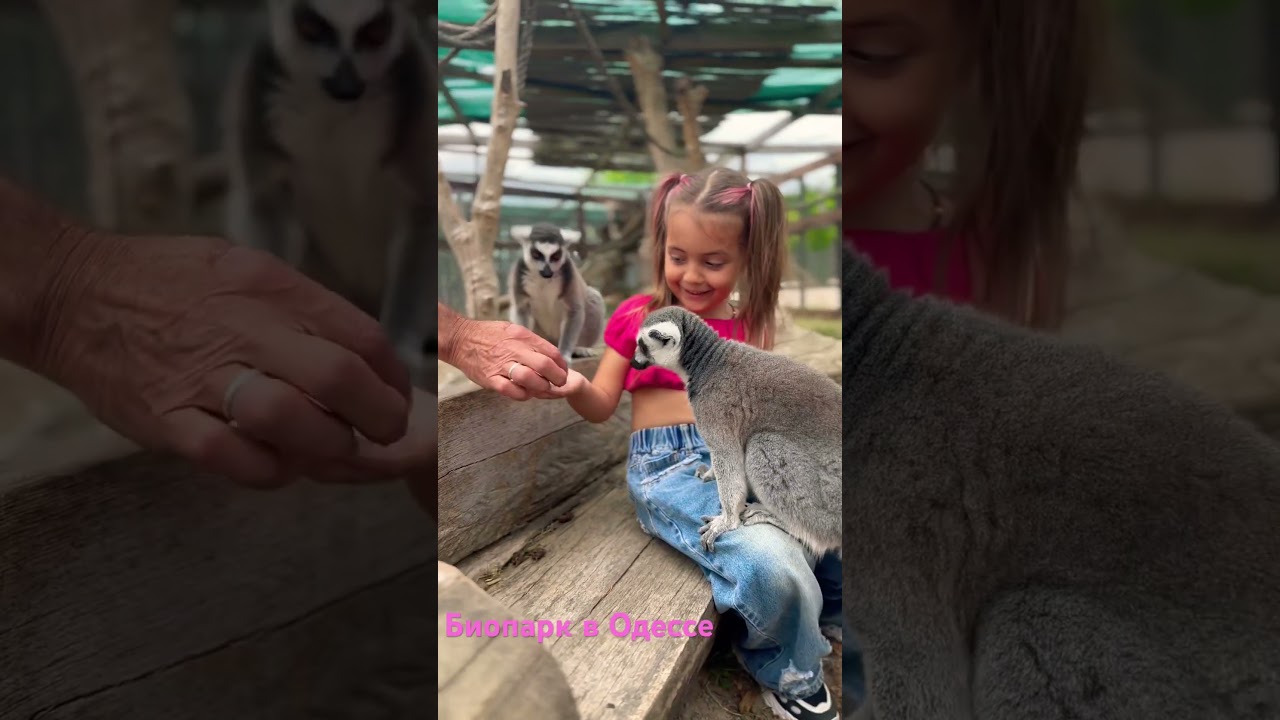 Фото с лемурами 400 грн 