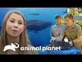 Reabilitações de duas espécies marinhas | A Família Irwin: Robert ao resgate | Animal Planet Brasil