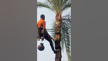 How to collect date palm juice from large trees #villagelife #sorts