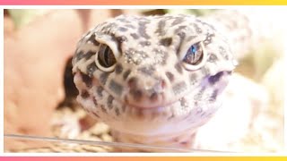 【485】 A day in Leopard Gecko.【Leokuza's growth record】レオパのいちにち。【レオクウザの成長記録】