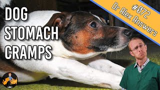 Dog Stomach Ache and Cramps  Serious or No Worries?  Dog Health Vet Advice