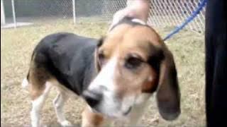 A441745. Cooper Should Not be Cooped Up