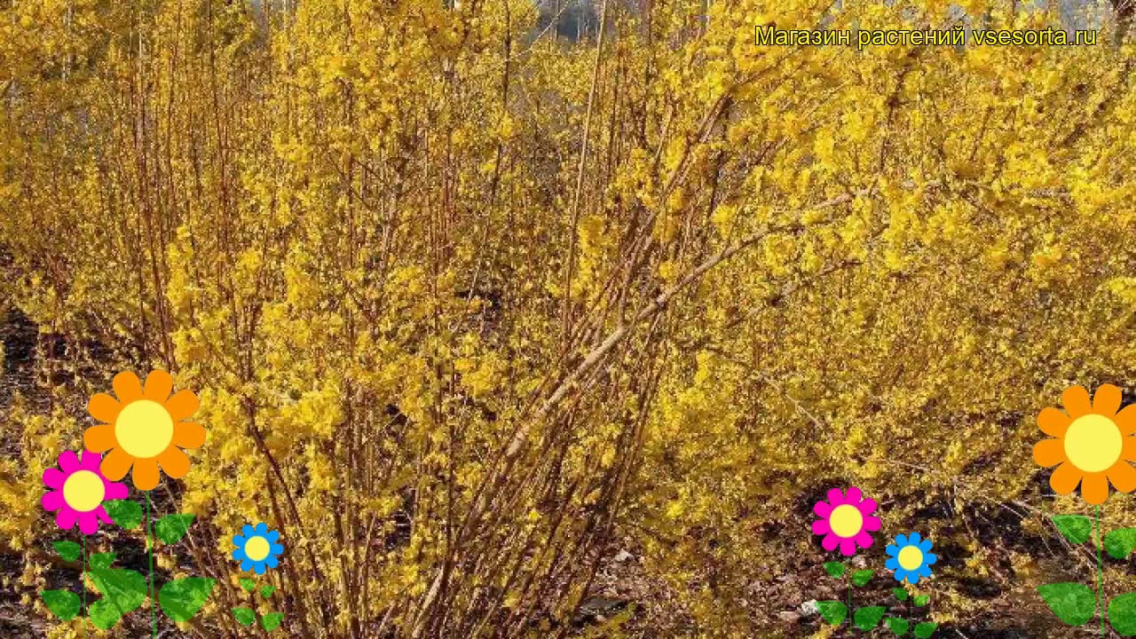 Форзиция промежуточная Миниголд. Краткий обзор, описание характеристик forsythia?intermedia Minigold