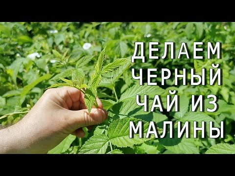 Как приготовить ферментированный чай из малины по технологии черного чая?