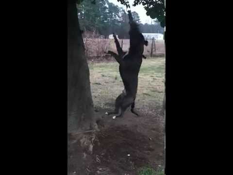 Joker Martinez 2 blue pit