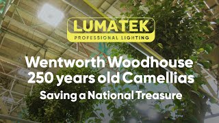 LUMATEKEU | A 250-Year Old Journey - The Camellia House Project at Wentworth Woodhouse