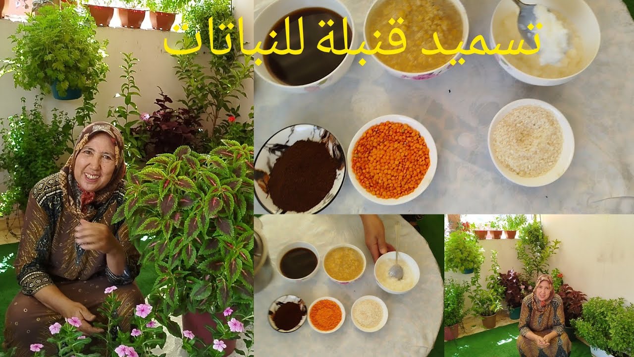 تسميد قنبلة للنباتات تحي  الذابلة تغديها وتنعشها بمكونات مجانية متواجدة في منازلكم مع أمي إيطو 