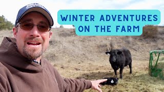 Winter calving, Gardening, and EMU eggs on the FARM! by Broken Arrow Farm 97 views 2 months ago 25 minutes