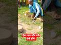 सच्चे नाग राजा का दर्शन।  #motivationalscope #snakerescue #shorts #ytshorts #murliwalahosla #cobra