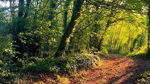Lesson Starter -   Signs of Autumn