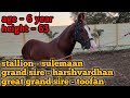 Stallion sulemaan sired by stallion harshvardhan  ct stud farm  mandsour mp  royalhorse