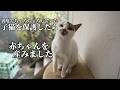 【子猫を保護したら】1ヶ月後に出産したお話