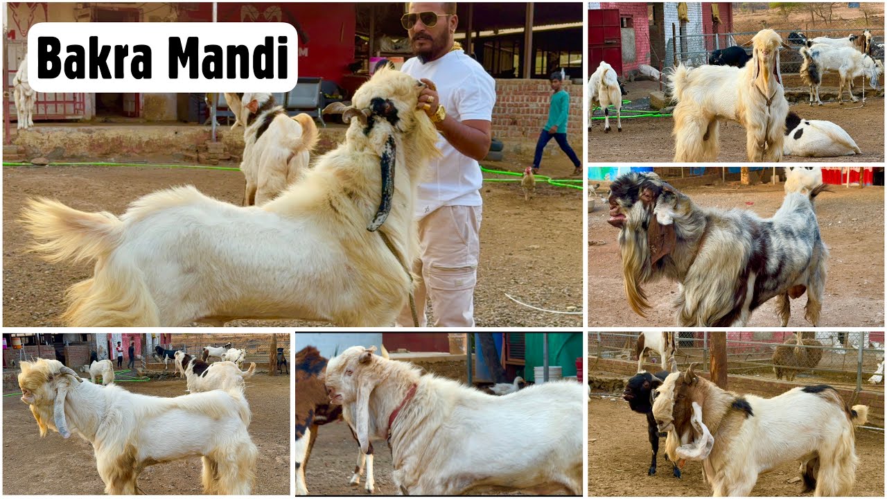 MD Goat Farm Ki Andul Bakra Mandi 2024 in Mumbai India