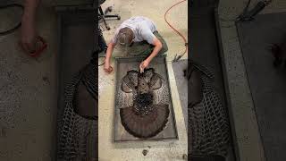 Timelapse Turkey Taxidermy #timelapse #taxidermy #turkey #turkeyhunting #fyp #howto  #nwtf #gobbler