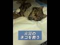 消防士が火事に巻き込まれた猫を救出 #動物 #動物プロダクション
