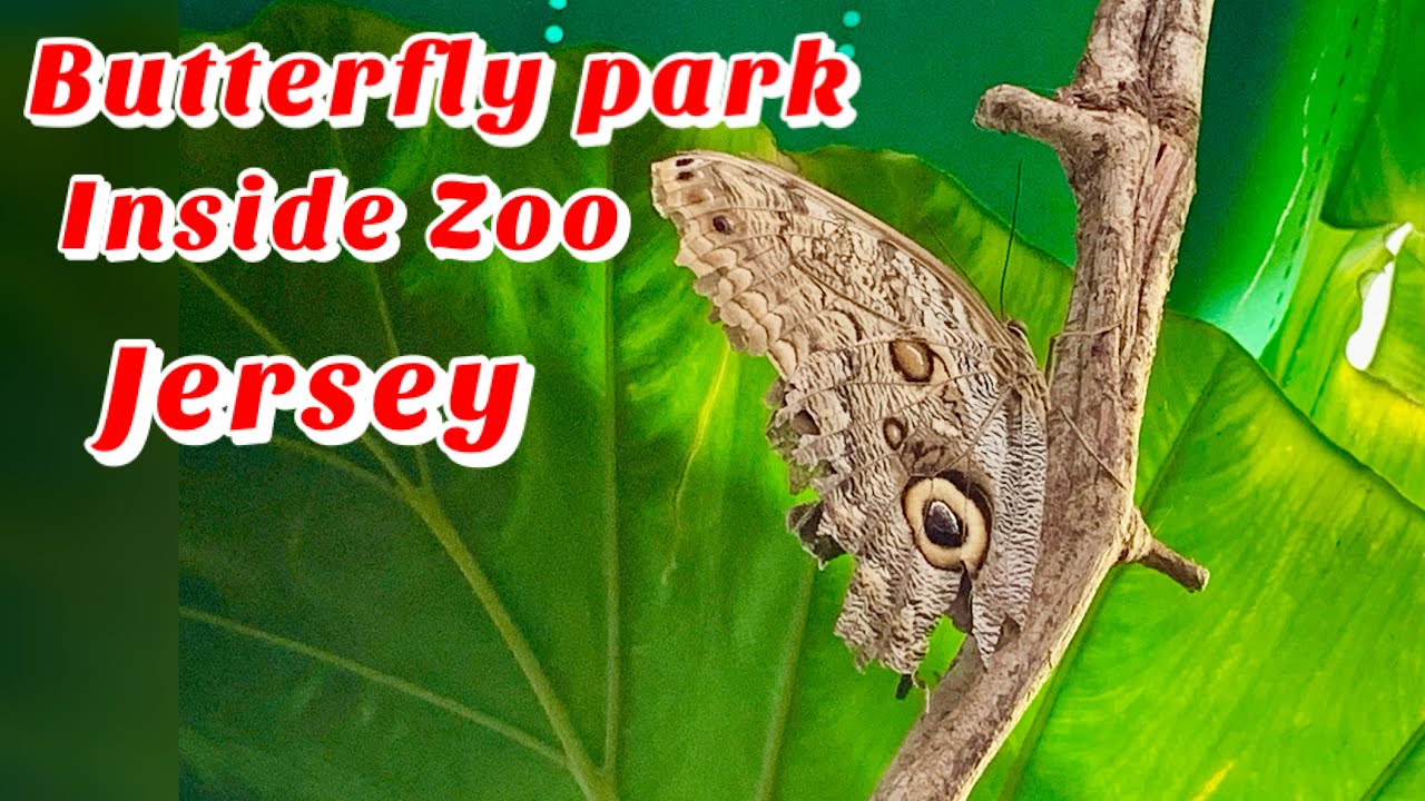 Insane Butterrfly Park inside Zoo Jersey 