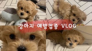 3개월 말티푸 | 강아지주사 | 접종비용 | 예방접종 브이로그