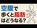 空腹で歩くと体はどう変わる？脂肪が燃え始める仕組み（科学的に解説）