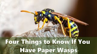 Four Things You Need to Know If You Have Paper Wasps in Your Yard. How to get rid of paper wasps