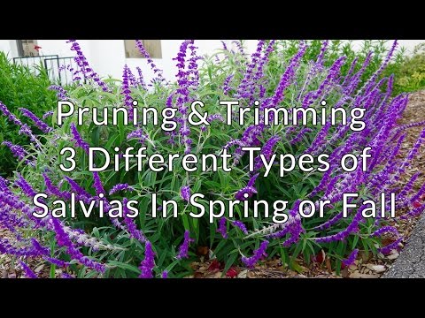 Pruning