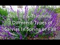 Pruning & Trimming 3 Different Types of Salvias In Spring or Fall