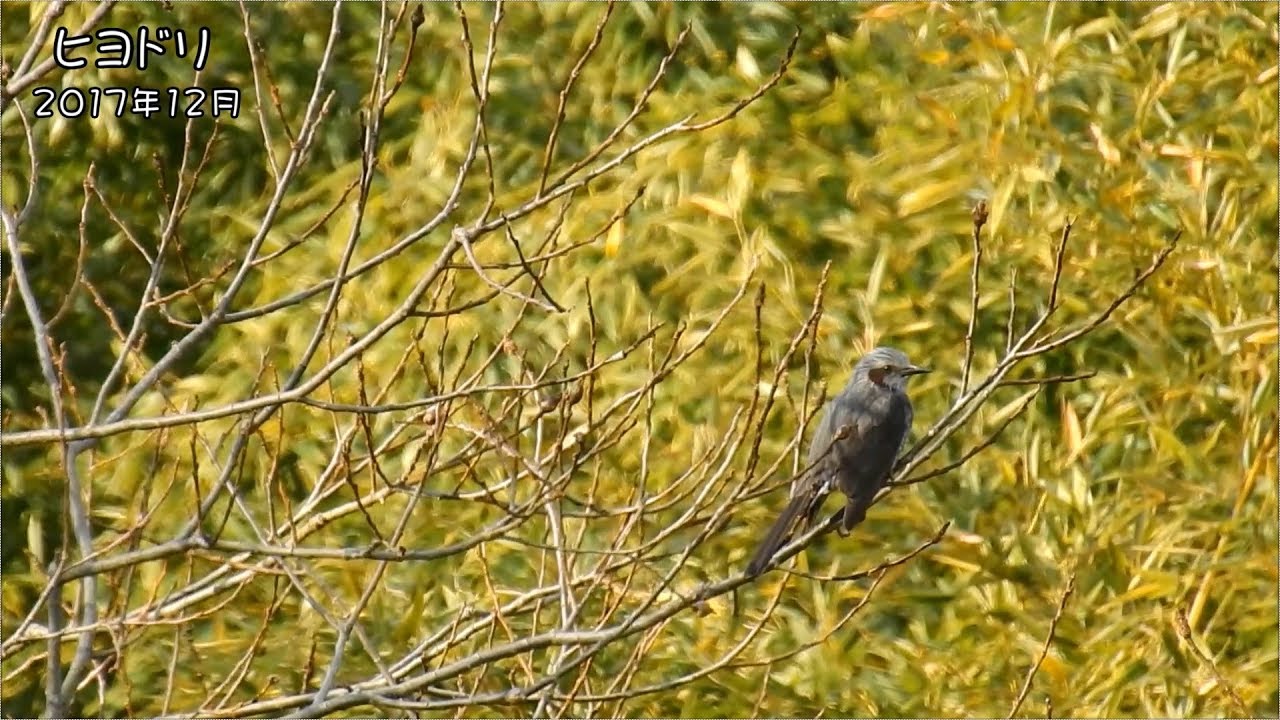 野鳥雨靴 ヒヨドリ Brown-eared Bulbul (Hypsipetes amaurotis)【狩猟鳥】