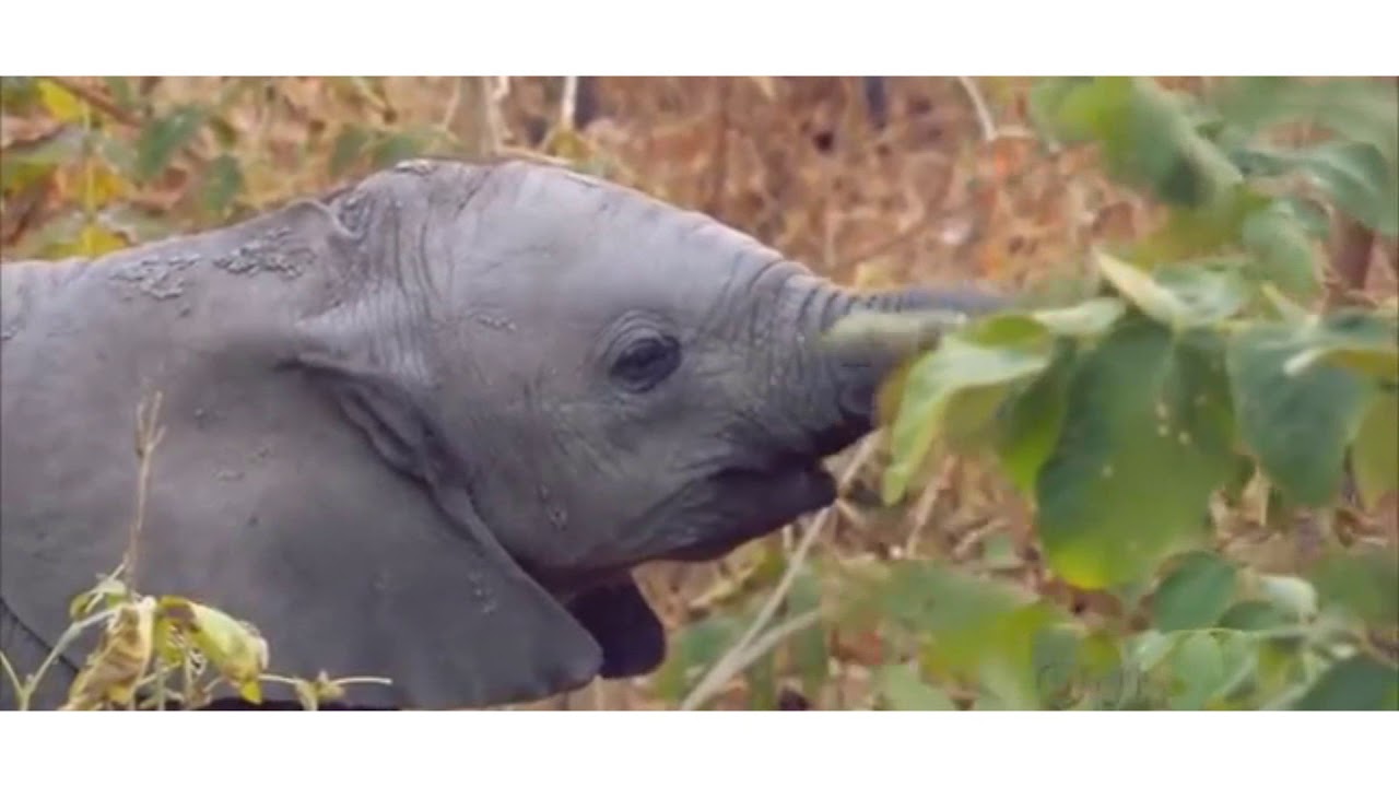 Video production pollution & endangered species documentary