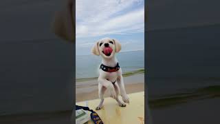 노래만 나오면 춤추는 미운새 댄스 하는 하이.   [귀엽고 재미있는 동물농장] Animal enjoy. Cute Puppy. #댕댕이 #귀여운  #tv동물농장 #애니멀봐