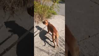 Bbks Jealous Gurl Redboy Jocko Patricks Apbt