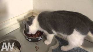 I'm A Stupid Cat I'm A Stupid Cat
