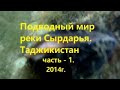 Подводный мир реки Сырдарья  2014 г.  Часть - 1.