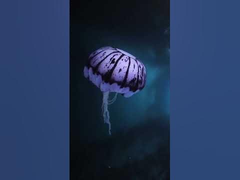 Фиолетовая полосатая медуза - YouTube